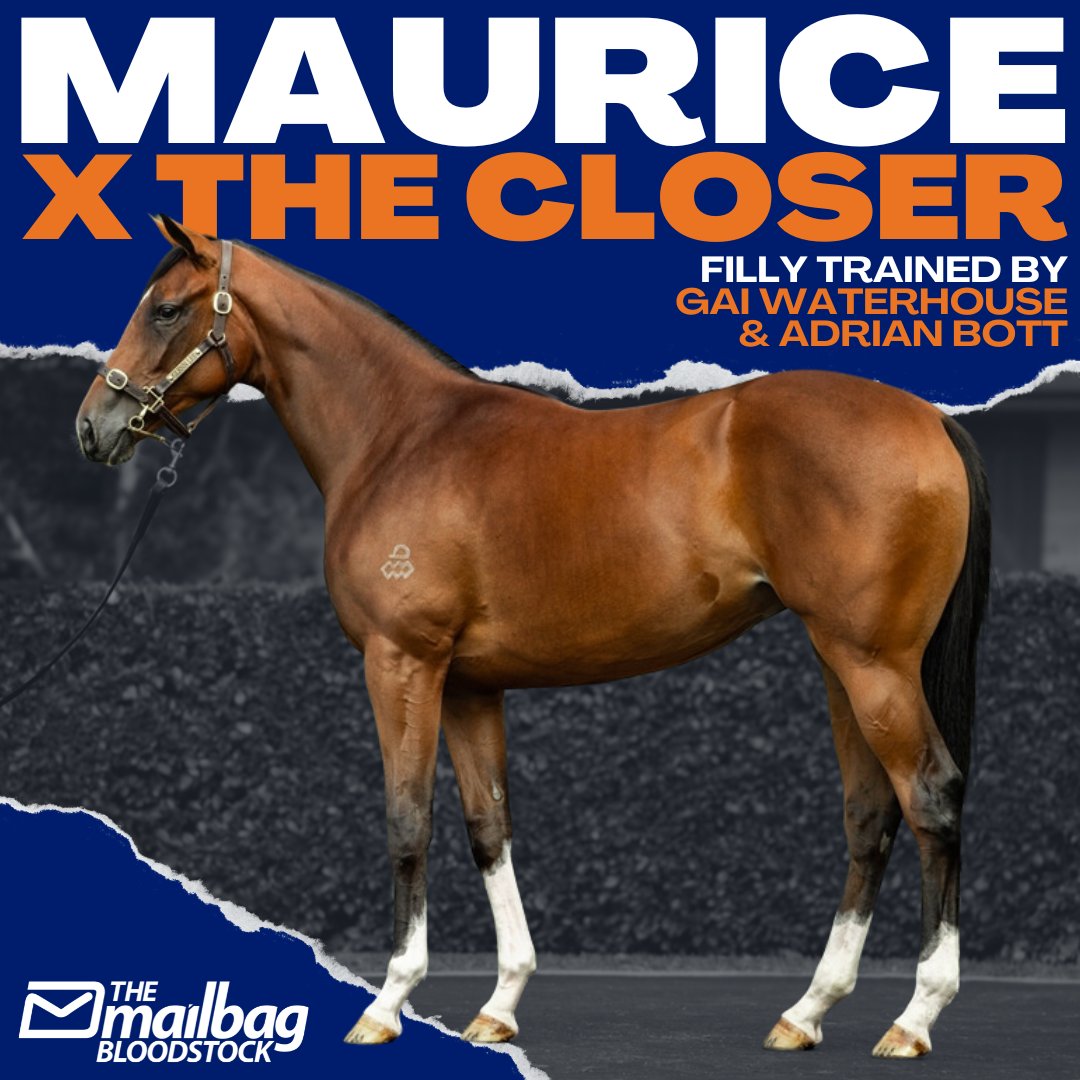 Thrilled to have secured this cracking filly by @ArrowfieldStud Maurice out of a Group performed Dundeel mare 😍 A stunning filly heading to @GaiWaterhouse1, the stable with 6 of the 8 faves in the Slipper! 🤝 Express Your Interest 👇 📩 jono@themailbag.com.au 🔸 PDS Pending