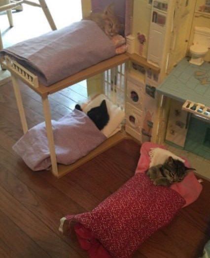 ShouldHaveCat's tweet photo. kitty,, sleepover https://t.co/inBPisDMQx