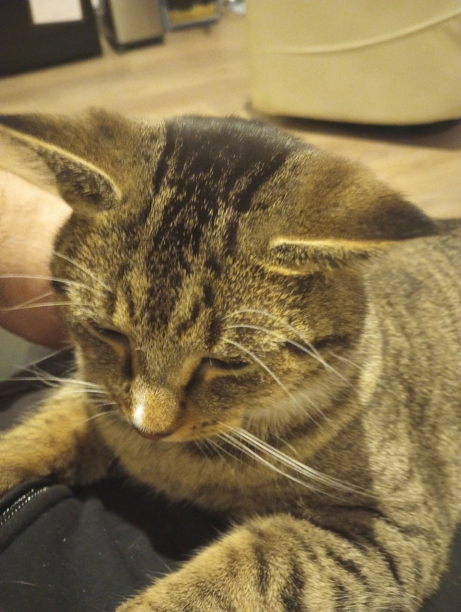 Instead of spending my night on here, I went to a friend's house and got to pet a cat.