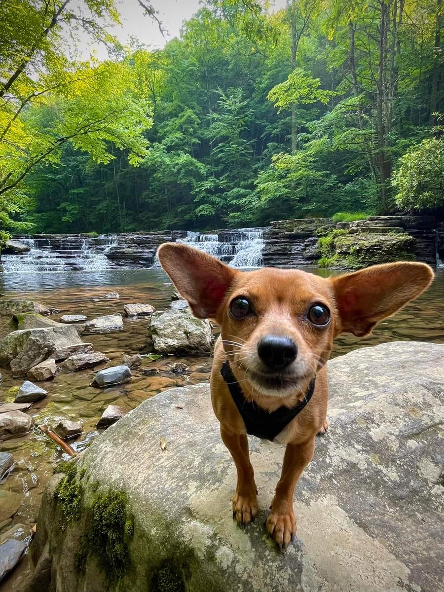 Animal9900's tweet photo. I'm lost, who wants to adopt me 🥲
#birthday
#LoveUnconditionally
#Unconditionally
#Unconditionally https://t.co/Zbytzy1VvH
