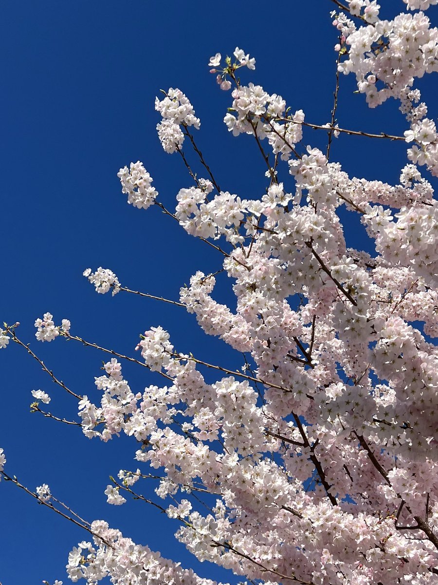 Cherry blossom 🌸 @UW 🤩