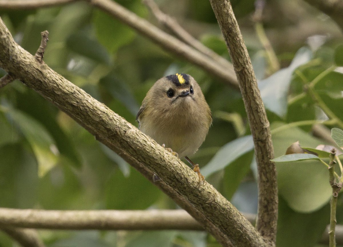 This Goldcrest looks like it just took a bit of a scolding 😂. Martens Grove, Bexley