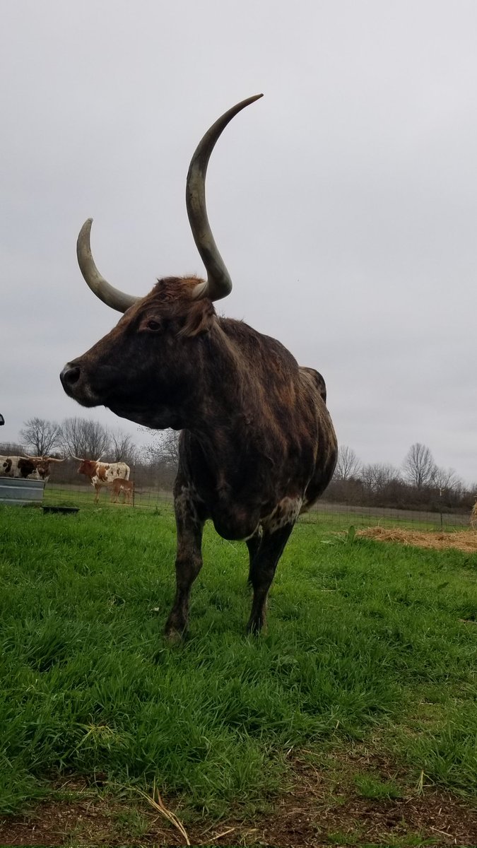 Running late with #MillieMonday -been on the road all day driving back from seeing family in Missouri. Stopped by OYE livestock show in OK City so daughter could visit w/ some FFA friends. Missed seeing Millie today so here's a pic from last week. #ranchlife #texaslonghorns