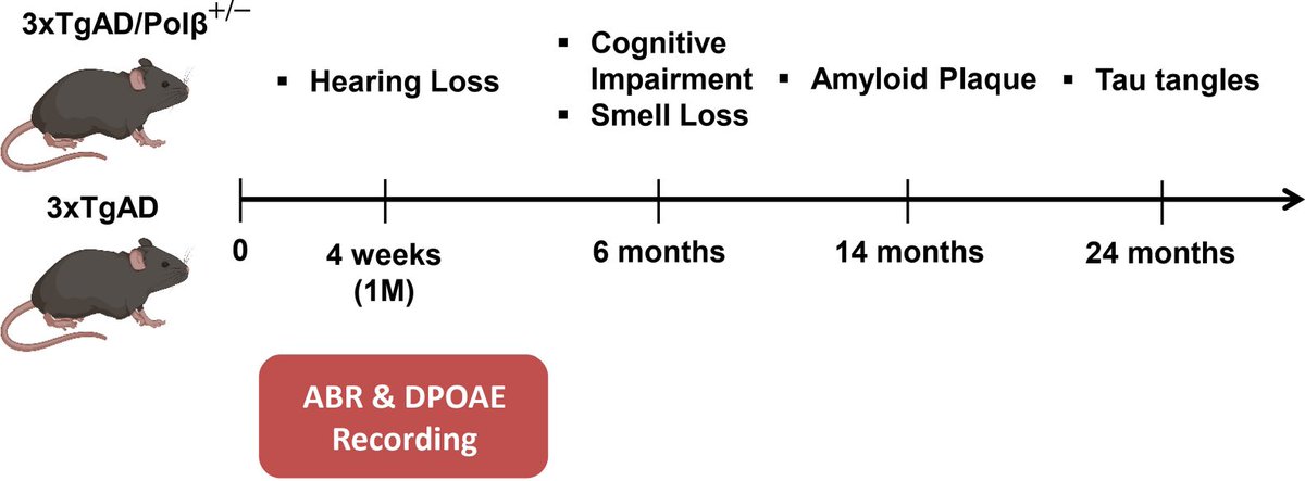 Stoked to finally show just how much more susceptible the cochlea is to AD- and age-associated damage compared to the brain. Strong support for the “canary in the coal mine” hypothesis of the relationship between hearing loss and cognitive decline.

ncbi.nlm.nih.gov/pmc/articles/P…