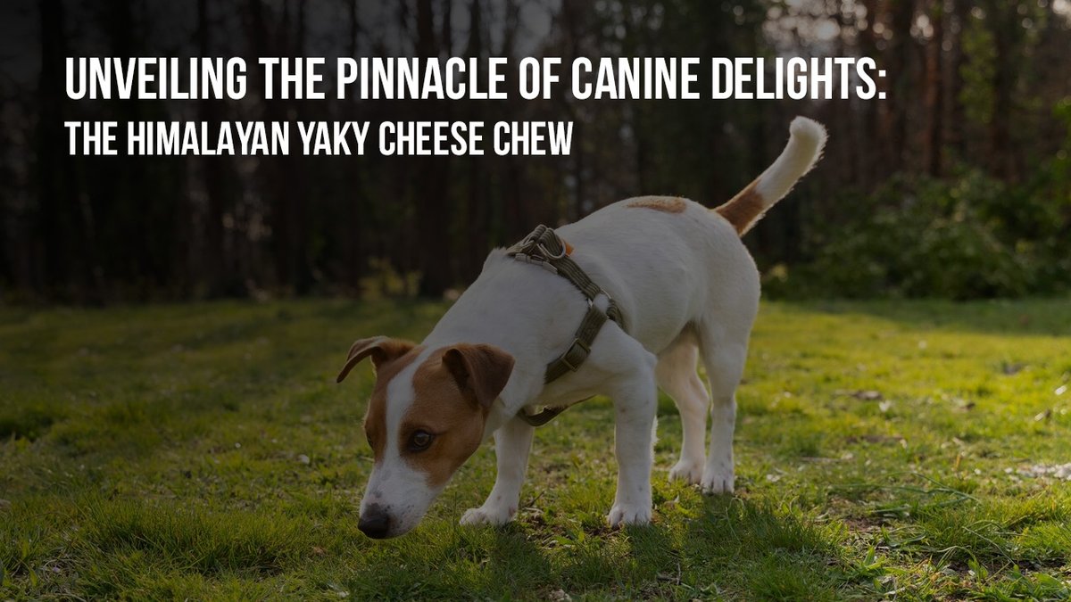 Discover the ultimate canine delight: The #HimalayanYakyCheeseChew! 🐾🧀   
Unveil the pinnacle of flavor and satisfaction for your furry friend. 
Treat them to something truly special today!   
jmypet.com/unveiling-the-…  

#DogTreats #CanineDelights #YakyCheese #PetDelights