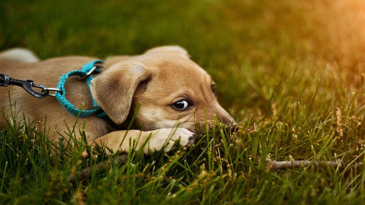 sage_s65739624's tweet photo. Your dog may have intestinal parasites if you see worms in their faeces. Dogs are susceptible to a wide variety of parasites, and certain worm species are even visible in the excrement of dogs. #DogsCare #Dog #Pets #Worms
https://t.co/2y7yYUZwVJ https://t.co/ySczwYUB8A