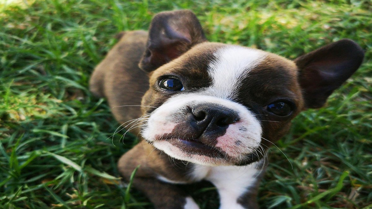 sage_s65739624's tweet photo. Your dog may have intestinal parasites if you see worms in their faeces. Dogs are susceptible to a wide variety of parasites, and certain worm species are even visible in the excrement of dogs. #DogsCare #Dog #Pets #Worms
https://t.co/2y7yYUZwVJ https://t.co/ySczwYUB8A