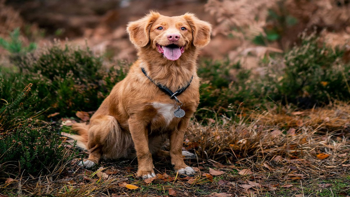 sage_s65739624's tweet photo. Your dog may have intestinal parasites if you see worms in their faeces. Dogs are susceptible to a wide variety of parasites, and certain worm species are even visible in the excrement of dogs. #DogsCare #Dog #Pets #Worms
https://t.co/2y7yYUZwVJ https://t.co/ySczwYUB8A