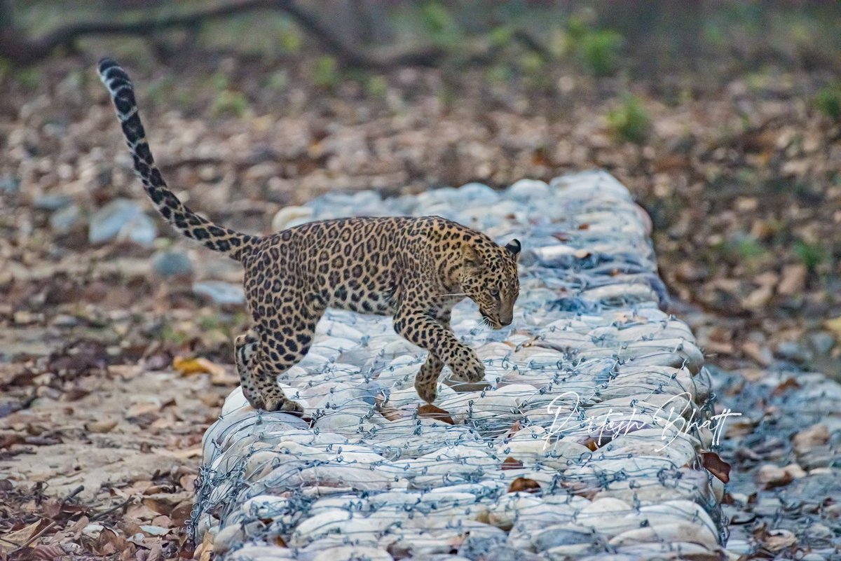 The sneaky big cat. Leopards have become the de-facto King of Rajaji National Park. #photooftheday @NatGeo @WildlifeMag @wii_india @natgeowild