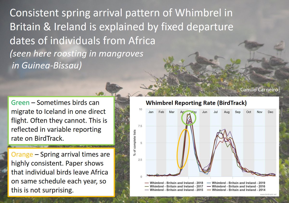 @camelbirder @CBWPS1 @birdsouthwest @maxshearwater @BobBosisto @Kernowringer @BirdGuides @bestbutcher1 Agreed. The northwards migration of Whimbrel (from west Africa) occurs in a remarkably short window. More here: wadertales.wordpress.com/2019/07/02/whi… Paper by @Camilo_Carneiro Graph below from @BirdTrack