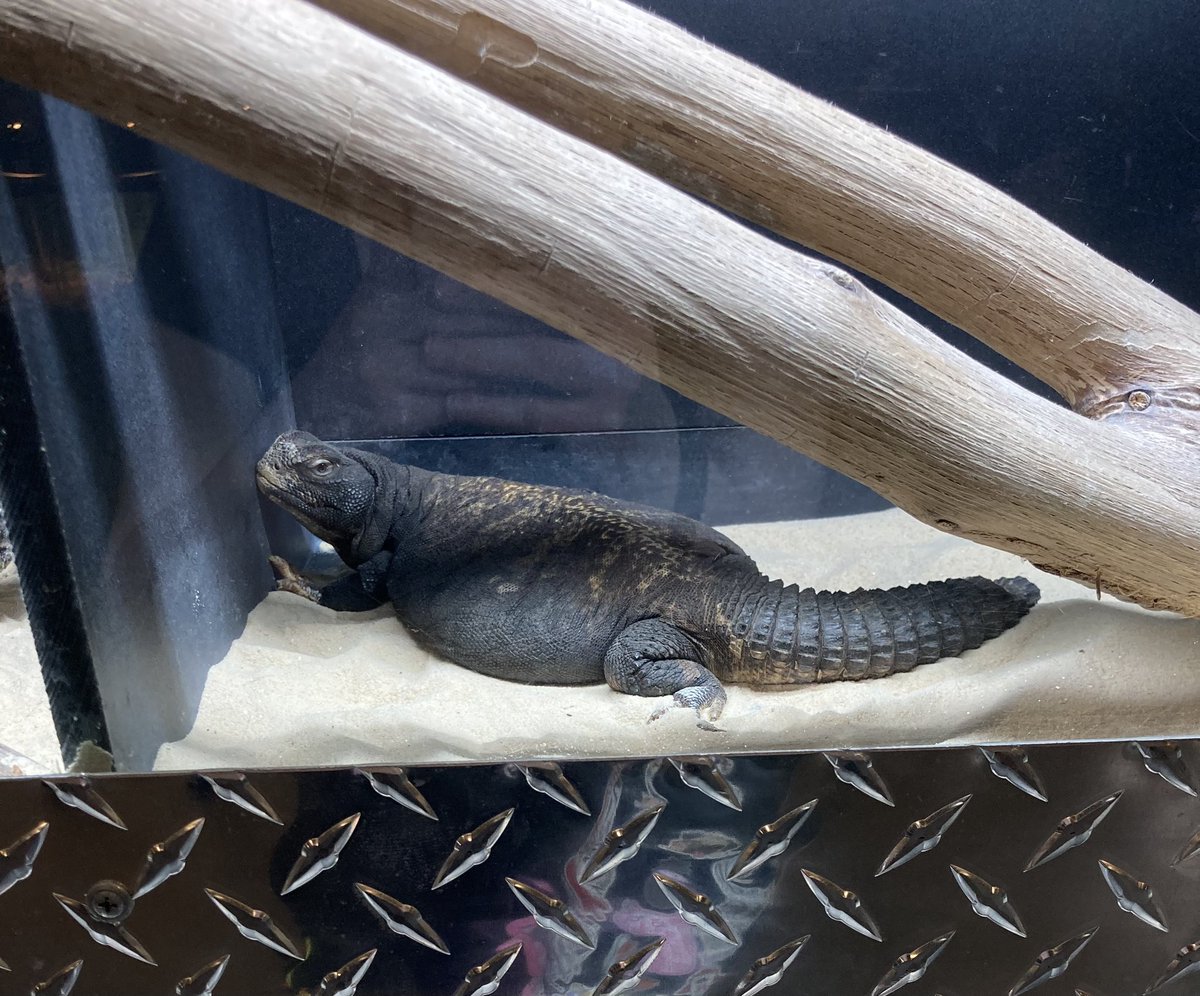 FrostFaery's tweet image. The last couple days have been fun. #vettechstudent