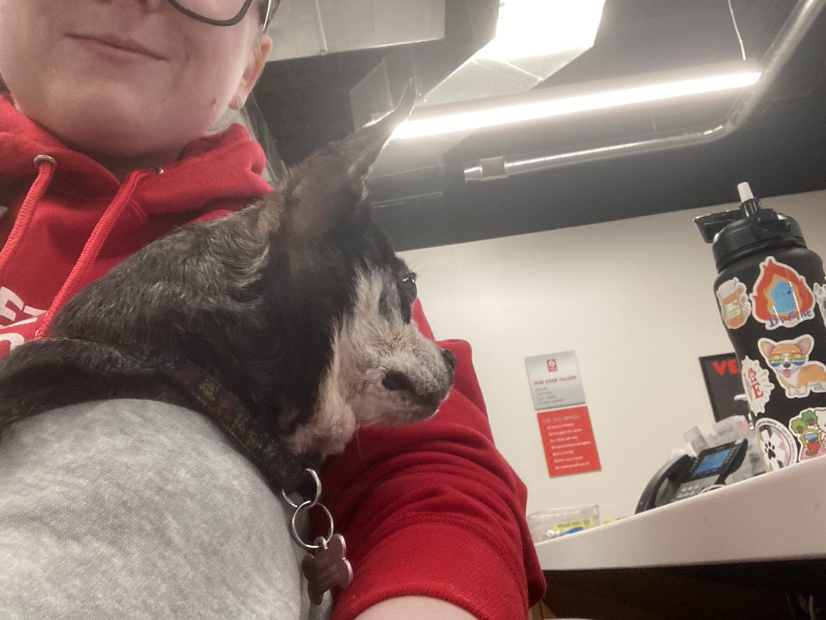 FrostFaery's tweet image. The last couple days have been fun. #vettechstudent