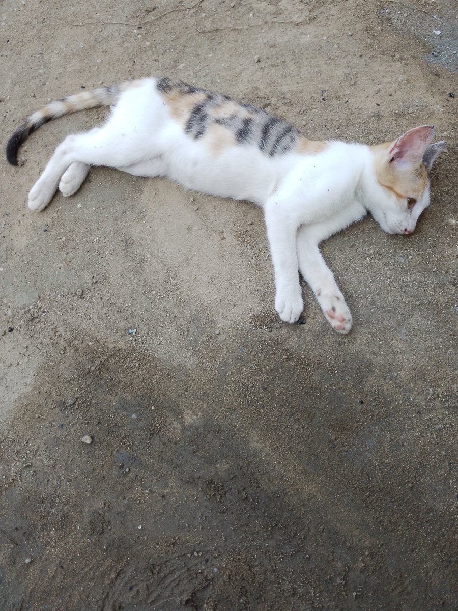 AdolphusGodgift's tweet image. Cats are not harmful, stop killing them anywhere you see them... You can use cat as your pet...

#AllLivesMatters