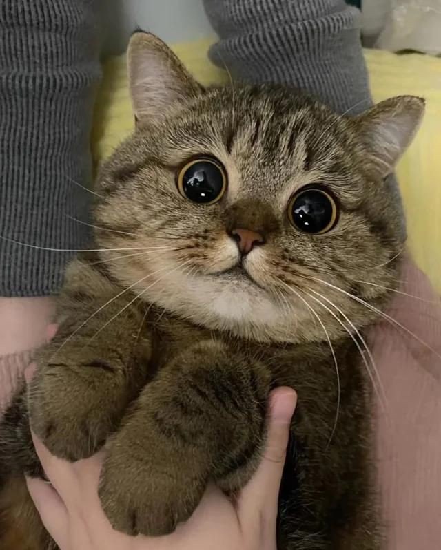 👁👁