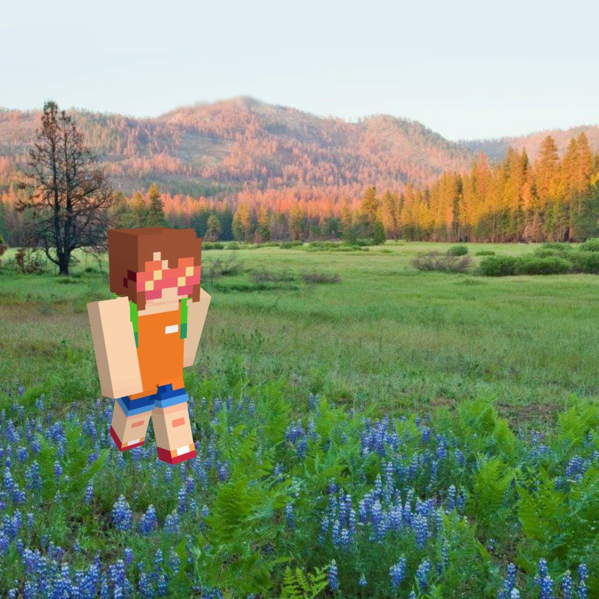 Where is Squiddo? tweet media