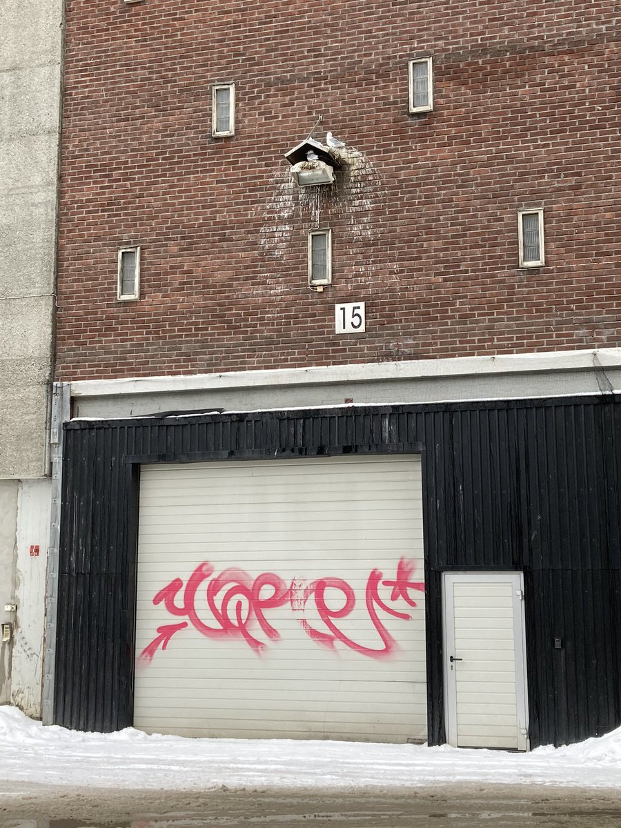 FrancisDaunt's tweet photo. Nice group of kittiwakes getting organised at nesting tower next to @NINAnature office in #Tromso.
They are dotted about all over the town in small groups. @tonereiert and colleagues are monitoring them.
Here for #MARCIS meeting but this was a nice distraction. https://t.co/KFAqS7bhKK