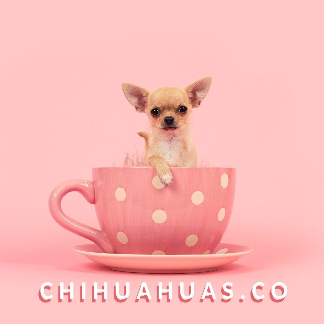 thenameseller's tweet photo. Calling all Chihuahua lovers! Embrace the charm of these pint-sized pups with https://t.co/W1v4ZPcxNX – the ultimate domain for all things Chihuahua! Whether you’re a breeder, enthusiast, or advocate for these adorable pups, owning https://t.co/W1v4ZPcxNX is a must!  #Chihuahuas https://t.co/v3MULgkFaC