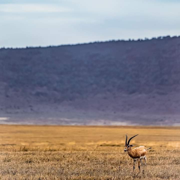 wasafi_tours's tweet photo. Look closely! Can you spot a grazing Grant’s Gazelle?

🌱 Grant’s Gazelles have a white tail that extends from their rump, whereas Thomson’s Gazelles’ tails are black.

Thank you Anjan Lal Wildlife Photographer for such a great shot 📸 https://t.co/9NfvzTcdUt