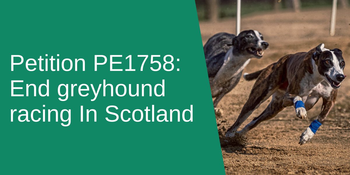 2moro, we continue our scrutiny of Petition PE1758: End Greyhound Racing in Scotland, hearing from registered owners, trainers & breeders from @GreyhoundBoard. We also take evidence from Cab Sec @lornaslater on - Plant Health Amendment Regs 2024 9am 👉ow.ly/aHb950QVqLY