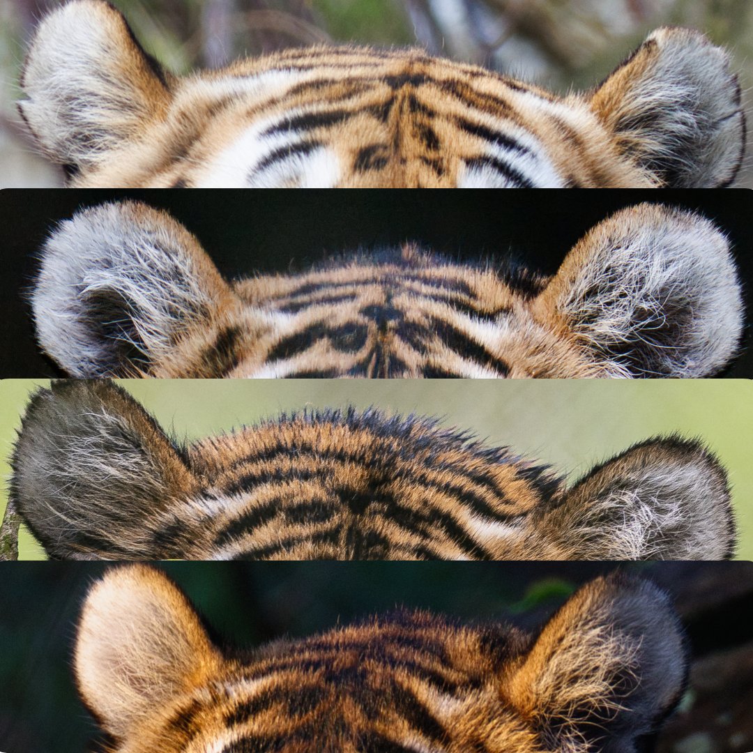 Can you believe these are the ears of one of the world's deadliest predators?! 🐾 Guess which of our resident felines these belong to... #animal #tiger #wildlife