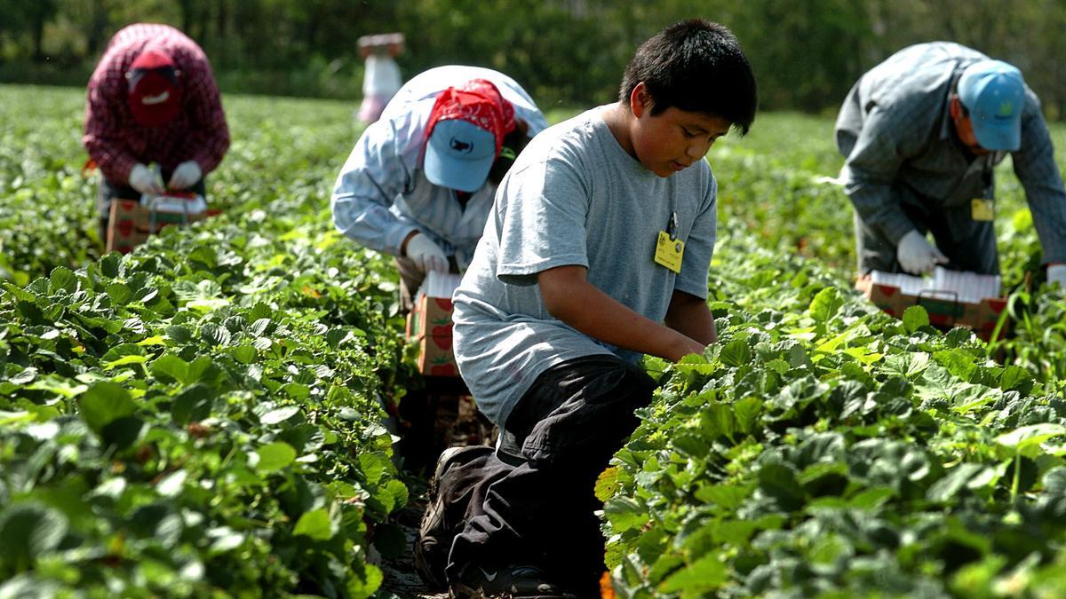 Leyes laborales de EEUU permiten q menores de 12 años trabajen legalmente en agricultura.

Información es alarmante pero no sorprende cuando hablamos de único país en el mundo q no es Estado Parte de Convención de los Derechos del Niño y juzga penalmente a infantes como adultos.