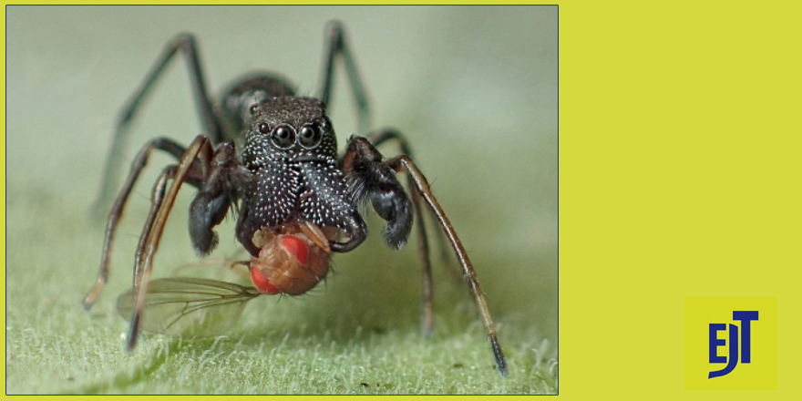 [#arachnology] Two new species of Sarinda Peckham & Peckham, 1892, with an update on Sarindini in Uruguay (Araneae: Salticidae) ⤵️ ✒️ Damián Hagopián - @biomaniako - Álvaro Laborda - Miguel Simó 🔗 DOI: doi.org/10.5852/ejt.20… #jumpingspiders #Salticidae #Araneae #newspecies