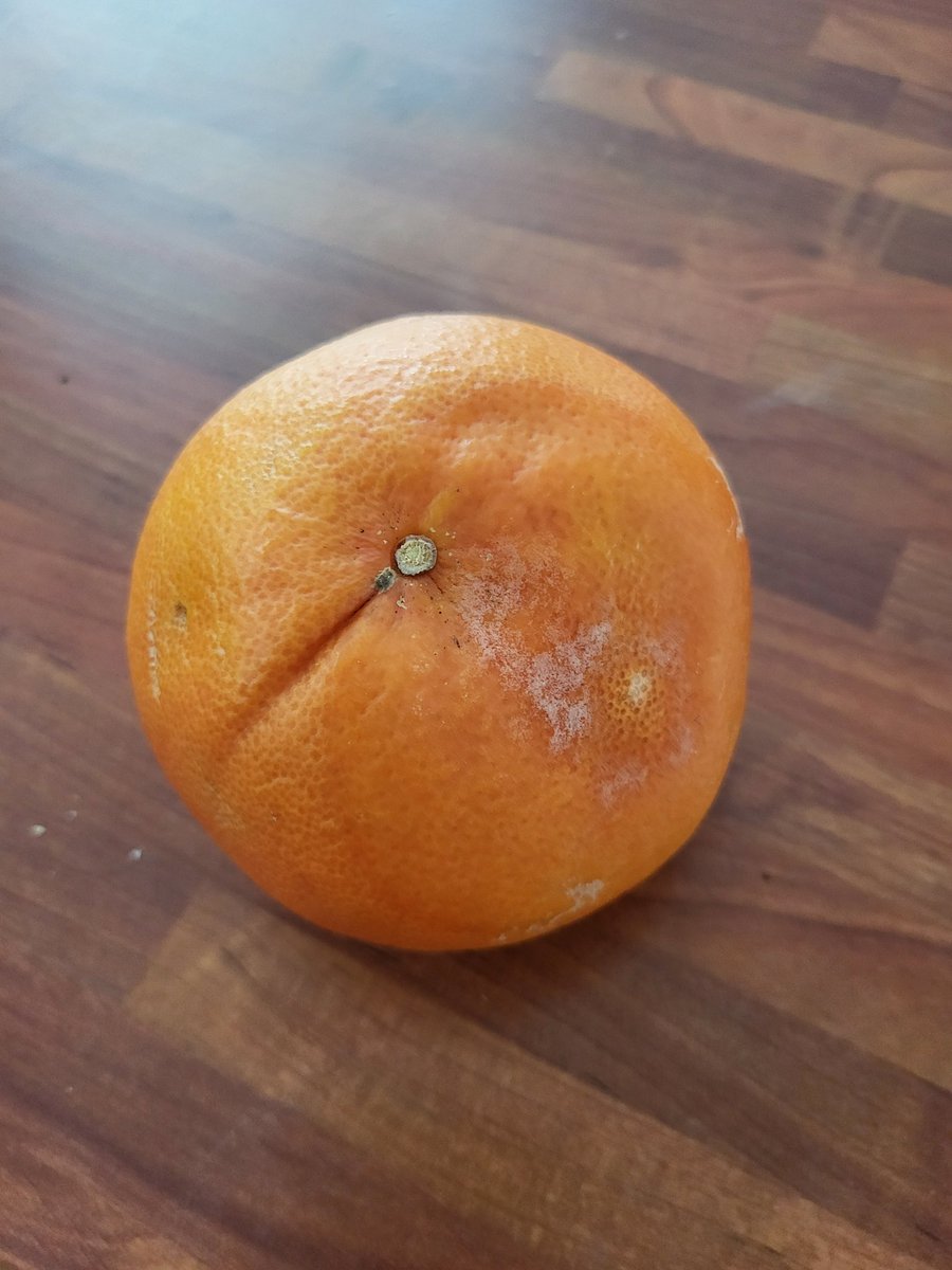 SimonJohnPalmer's tweet photo. On a more pressing note, I am more concerned why the grapefruit I bought at the Royal Farms' Windsor Farm Shop has already gone off.  #royalestate #windsorfarmshop #windsor https://t.co/YyRIMWAJ5d