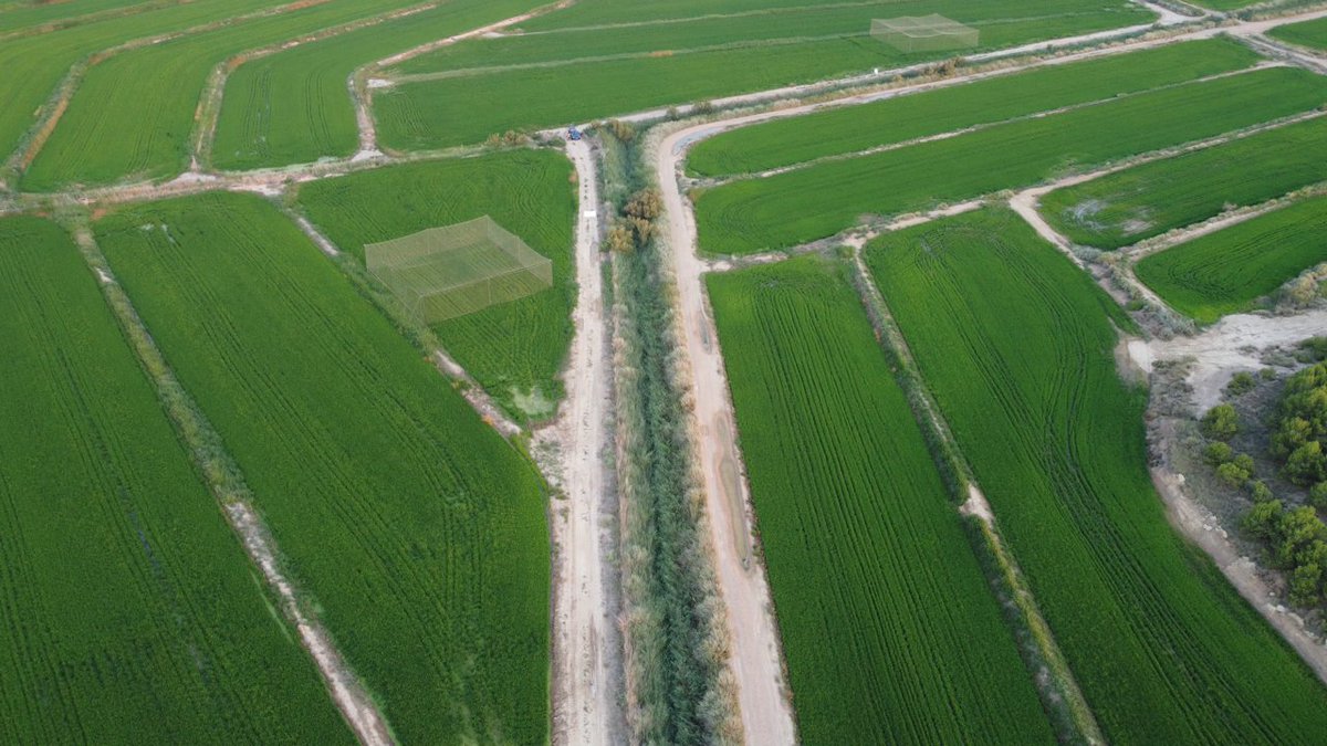 TuneuCarme's tweet photo. Planning to conduct #ExclusionExperiments in agricultural areas to study #EcosystemServices?🐦🌾🦇

The Supp. Mat. of our recently published article provides easy-to-follow instructions for the construction🛠️🪚 and installation🪜of exclosures

Check it 👇
https://t.co/nueEPzSXZp https://t.co/x02KRI9YnU
