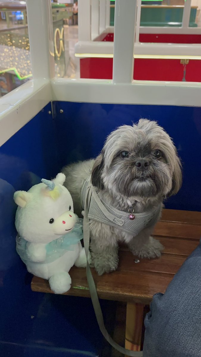 wonuhannie17's tweet photo. Stand with Killua until justice is served.
Share photos of your dog using the hashtag #JusticeForKillua 

Let's use this platform to advocate for stronger laws protecting animals from cruelty and abuse. Together, let's prevent such crimes from happening. #NotoAnimalAbuse https://t.co/ckExz9WfOf