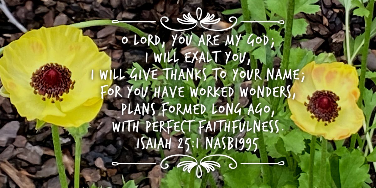 lyndad68's tweet photo. #Isaiah251 #LordyouaremyGod #exaltGod #thankGod #Godstillworkswonders #Godsplansareperfect #Godisfaithful #ranunculus #poppies https://t.co/AbiwuAuPyl