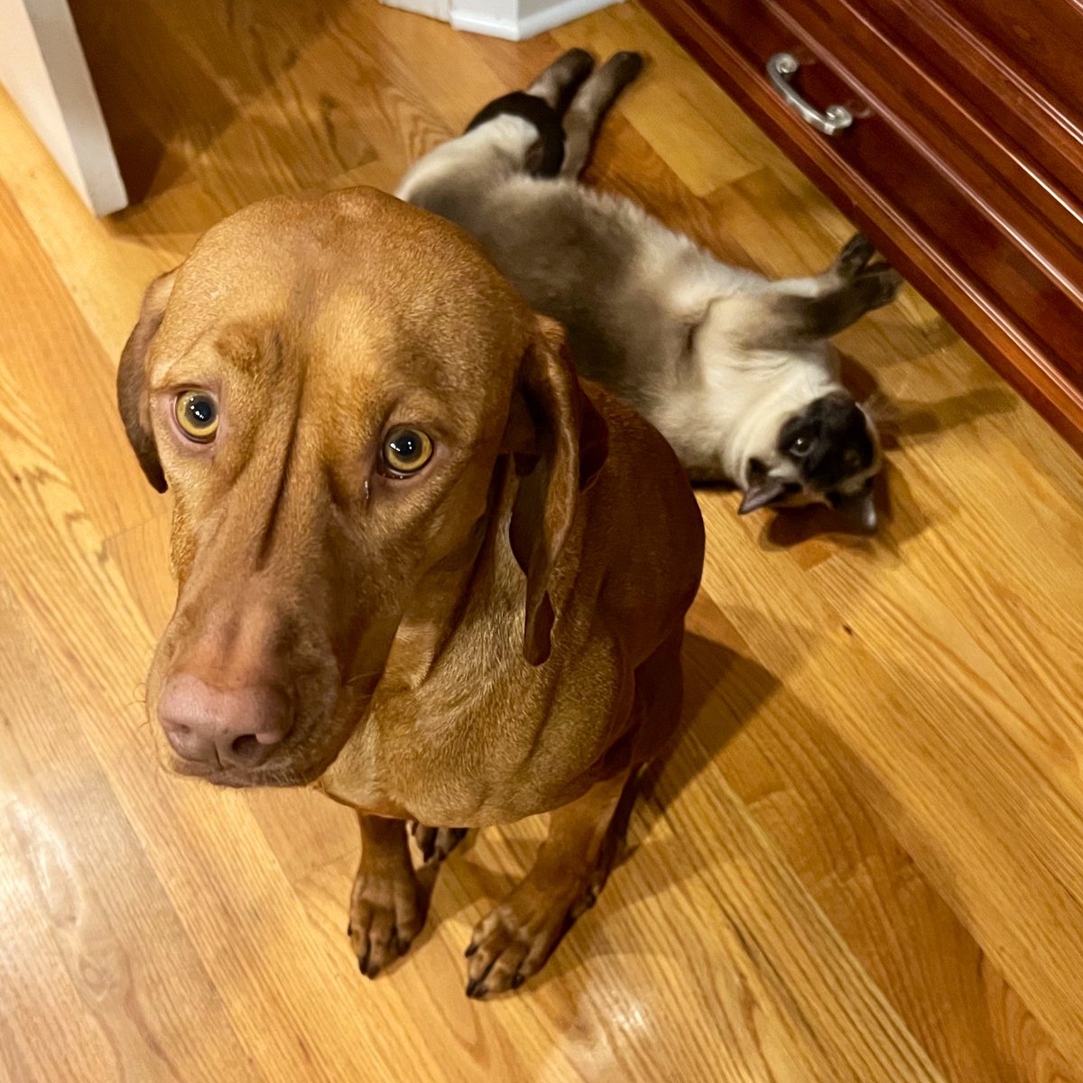 Rough start today… the little hooman did not share much of his bacon with me… and LucyCat did not share the heat vent, either 😔 #vizsla