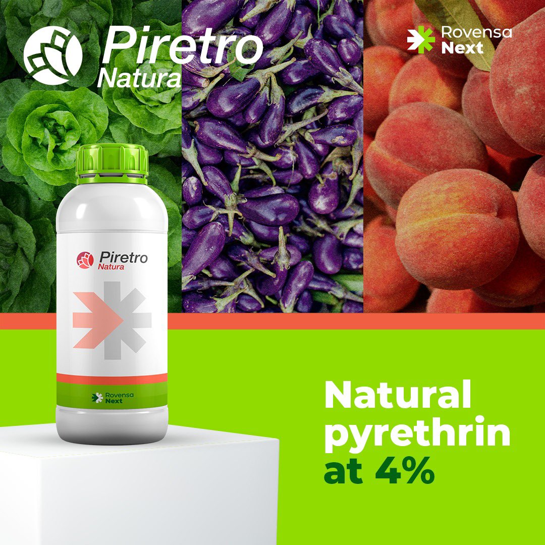 RovensaNext's tweet photo. 🌟 Introducing #Piretro Natura®️, a high-efficacy bioinsecticide! 🚀 

Derived from natural pyrethrins extracted from #𝘊𝘩𝘳𝘺𝘴𝘢𝘯𝘵𝘩𝘦𝘮𝘶𝘮 flowers, it’s effective against #aphids in peach and other stone fruit crops. https://t.co/fJbgpajTWs