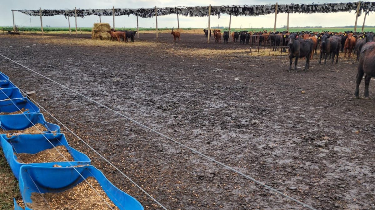 nutralmix_srl's tweet photo. #Comederos💡 Una correcta lectura y reparto de la alimentación, teniendo en cuenta los factores climáticos, es fundamental para evitar desperdicios.
En este campo, se dio mucha comida, llovió por la noche y se mojó. ¿La consecuencia? Fue rechazada por los terneros ❌🍚 https://t.co/MNVec7YrnC