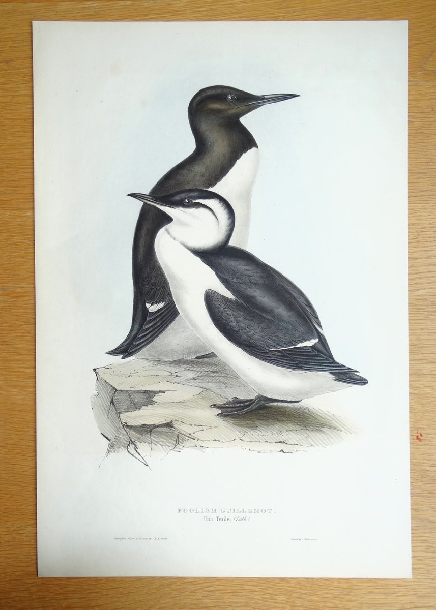 LPantiquemaps's tweet photo. some gorgeous #johngould lithographs of sea birds just in. Prefect decor for a seaside home! https://t.co/I5Ara8VtYA