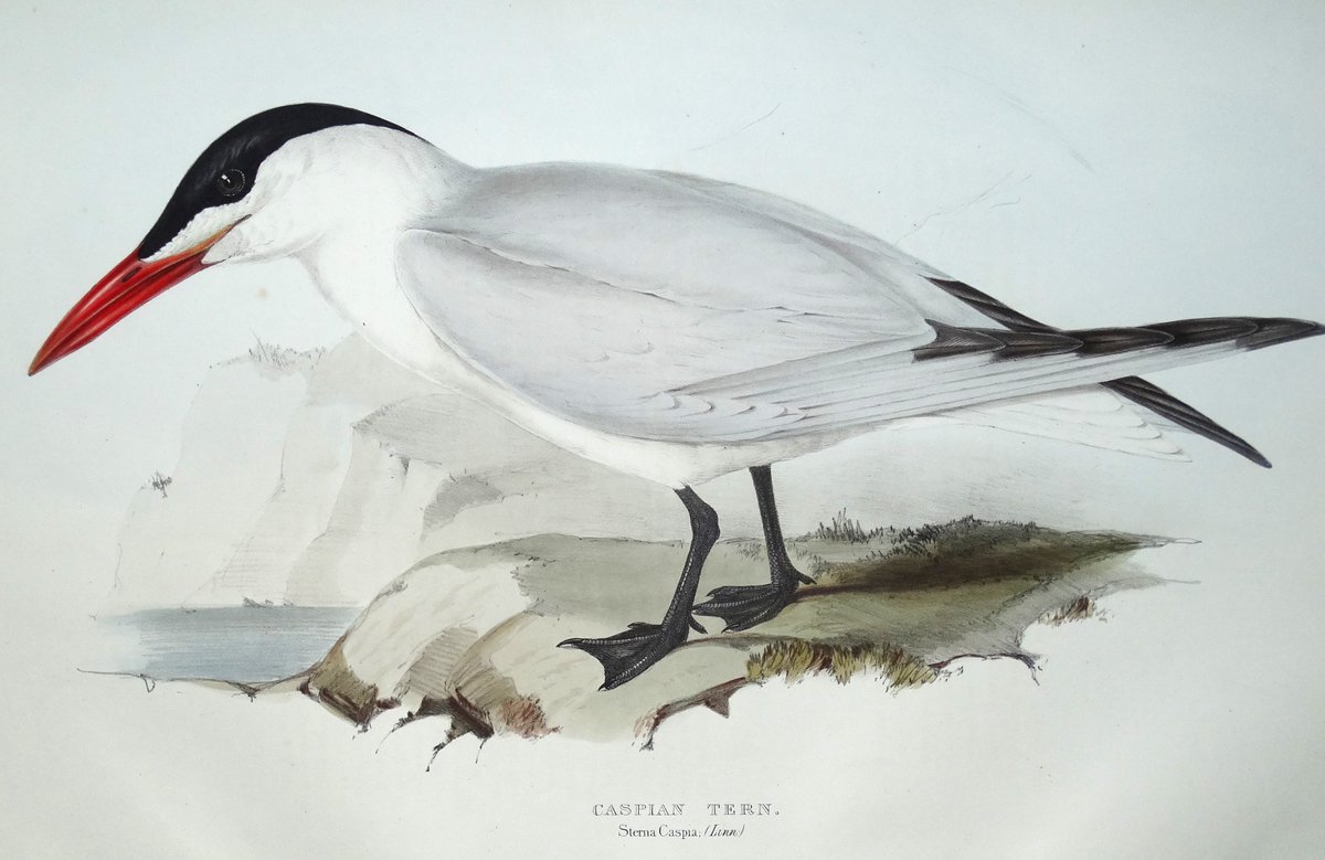 LPantiquemaps's tweet photo. some gorgeous #johngould lithographs of sea birds just in. Prefect decor for a seaside home! https://t.co/I5Ara8VtYA