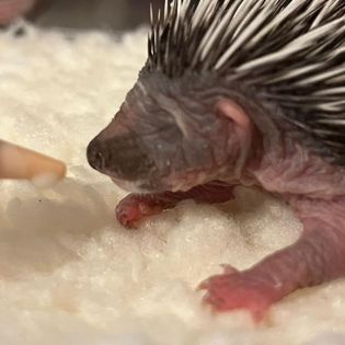 Wild Hogs Hedgehogs Rescue tweet media