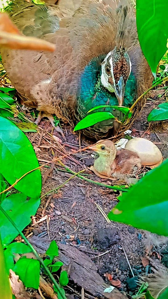 Olha que fofinho o nascimento de um pavão 🥹🥹