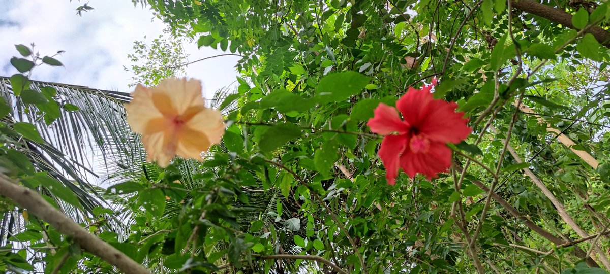 One red, one yellow. And they're on the same plant. I looked the next day and it was all yellow again. I've not seen that before.