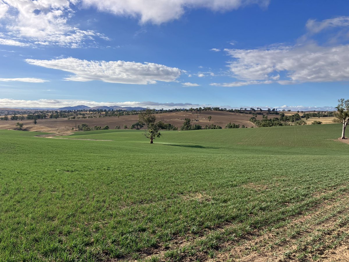 bennylenehan's tweet photo. Big fan of this system working well on this farm coming out of the pasture phase. 

Year 1: Spring Fallow. Lime and incorporate as required
Year 2: Early sown forage crop NFH spring fallow

= 2 years of 100% weed control prior to the first grain crop. https://t.co/JxoqqLE0MC