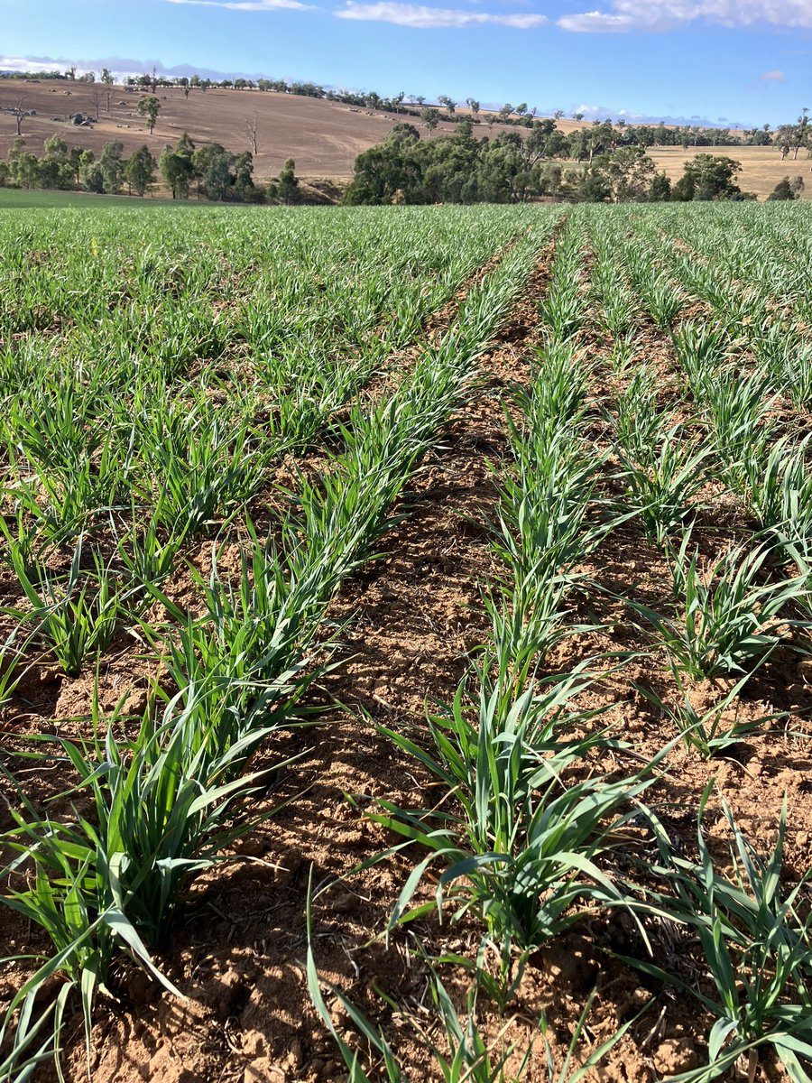 bennylenehan's tweet photo. Big fan of this system working well on this farm coming out of the pasture phase. 

Year 1: Spring Fallow. Lime and incorporate as required
Year 2: Early sown forage crop NFH spring fallow

= 2 years of 100% weed control prior to the first grain crop. https://t.co/JxoqqLE0MC