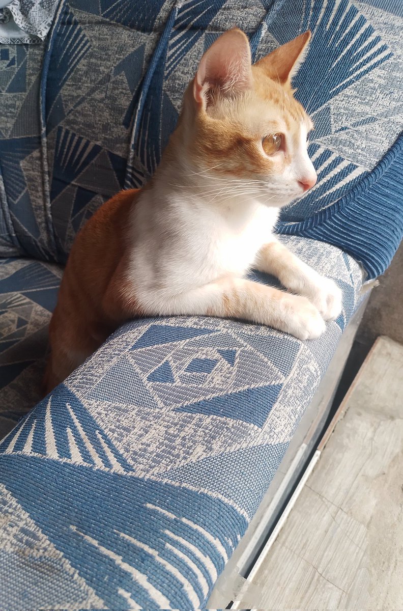 iamthesupersj's tweet image. Hi, Levee! Look so charming fr fr! #grownup 😍❤️❤️❤️

#LedZepcats #kittygang #furbabies #purrlove #adoptdontshop #adoptedcats #catsoftwitter
