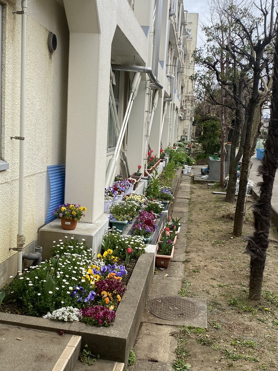 今日は中学校の卒業式
久々に我が母校の卒業式に出席いたしました
卒業生保護者の皆様おめでとうございます

今別れの時  飛び立とう未来信じて♪
はずむ若い力  信じて♪
この広い  この広い大空に〜♪

最後の合唱…花粉症ではない涙が🥲自然と流れちゃいますね

#尾山台中学校 #卒業 #旅立ちの日に