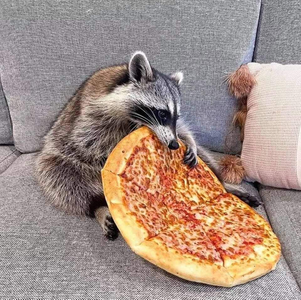 raccoonhourly's tweet photo. https://t.co/tJkDg21sq9