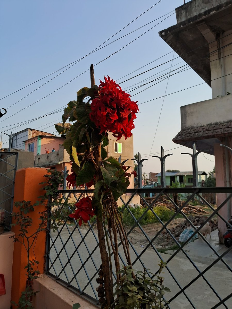 Nepali_Daughter's tweet photo. #Good_evening
#At_Home❣️❣️
kohalpur❣️❣️ https://t.co/g9SEKNg2yZ