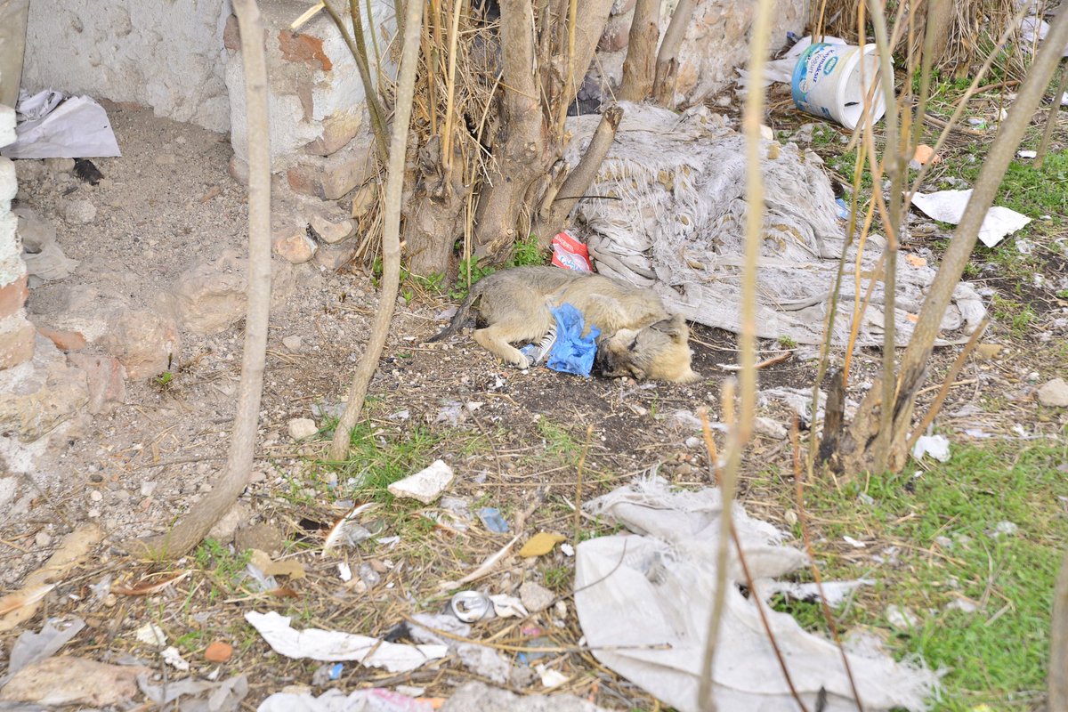 Seyitgazide Katliam gibi ÖLÜM Eskişehir'in ilcesi Seyitgazi de önce kırka yoluna Afyon'un biraktigi köpeklerin açlıkla savaşı Şimdi de birden bire ölen köpekler bu katlin sebebi zehirleme mi başka birşey mi bilmiyorum @TCTarim @EskisehirDKMP @eskisehirtarim1 ilgileniyor . İçim