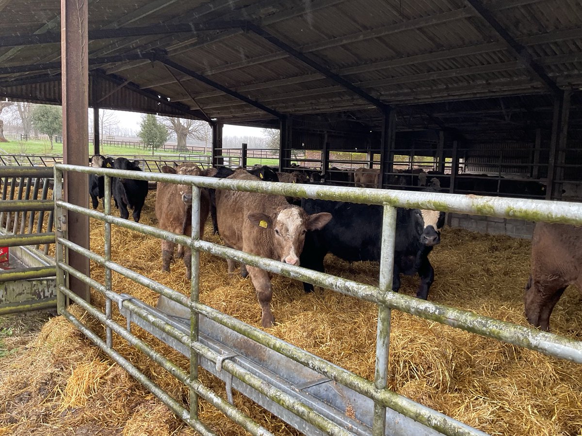 About to start our whole herd TB test. It was the one thing on the farm that I never missed in 10yrs ⁦@NFUtweets⁩ But always that same sense of dread before we start.🤞🤞🤞#TBFree 🙏