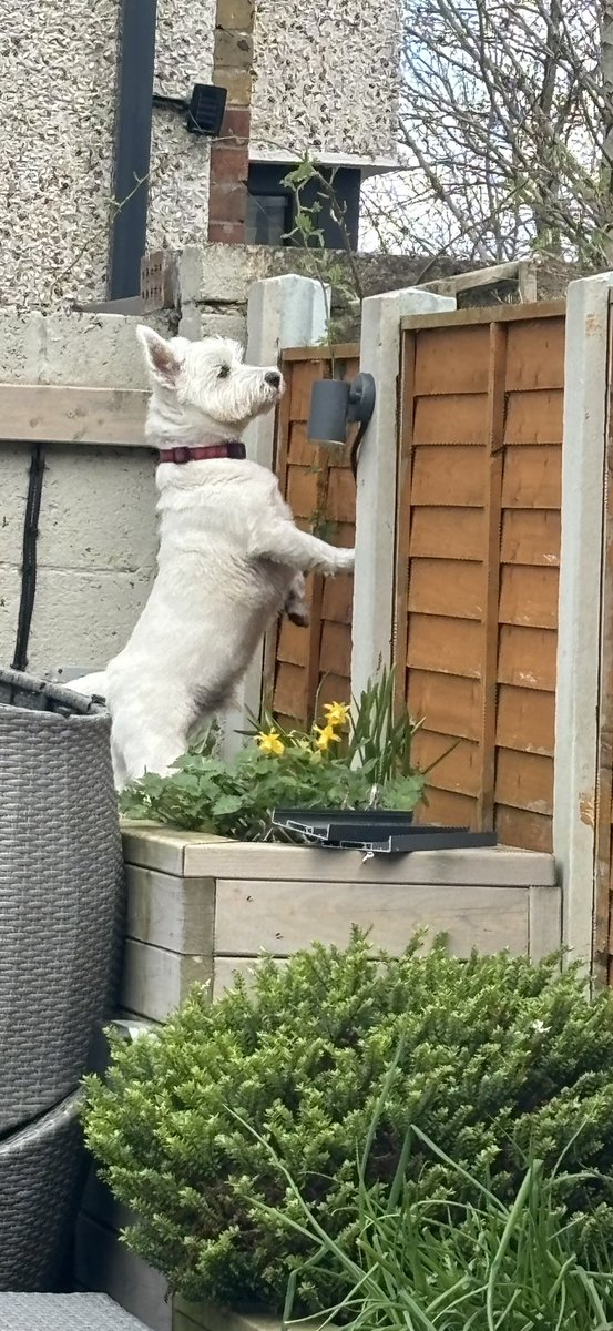 What do you mean stop spying on the neighbours…. I’m a guard dog, it’s my job 🐾🐶 🐾