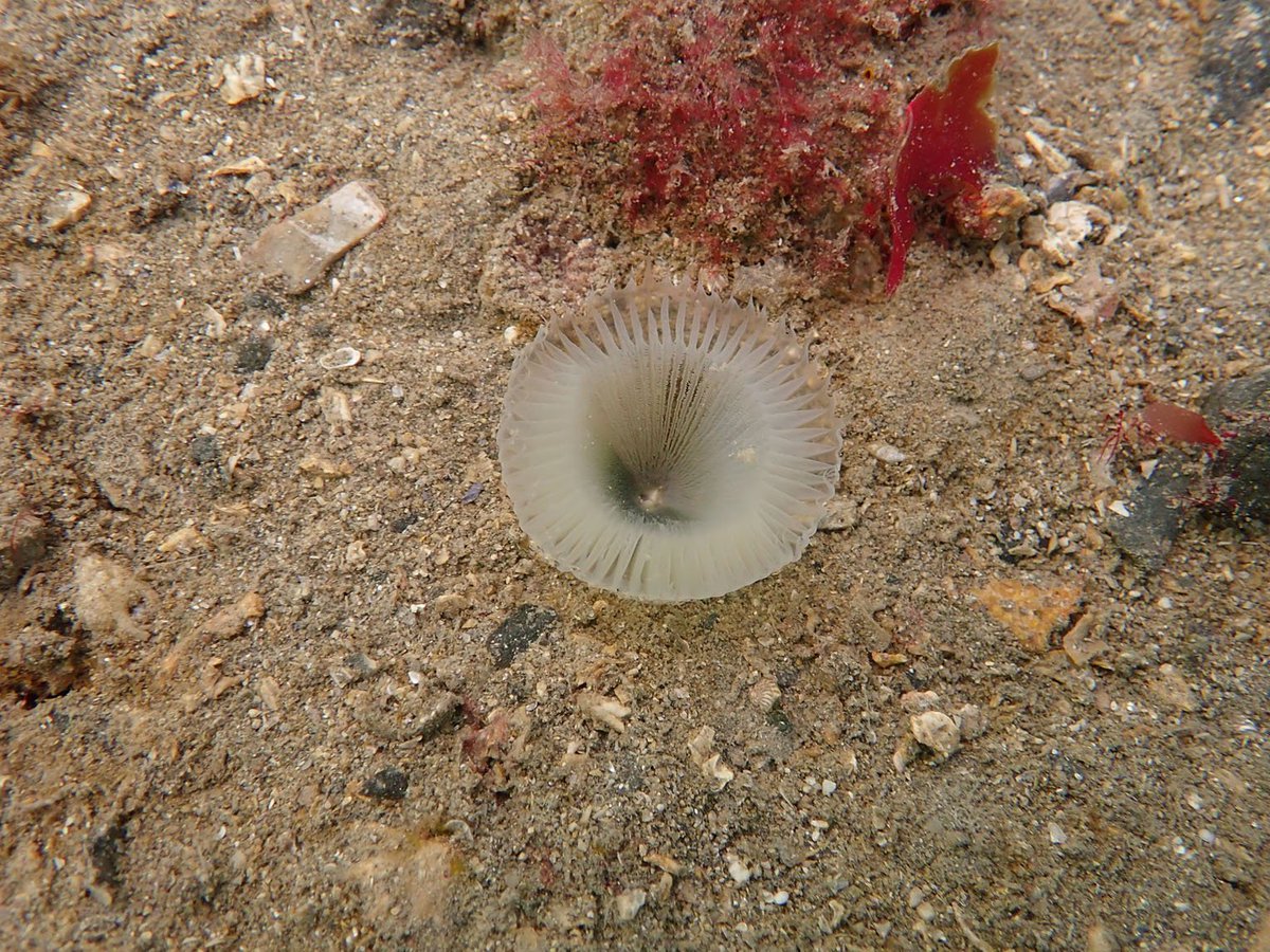 One of the newly described species by @AmgueddfaCymru scientists is the eyelash worm Myxicola polychroma. The species from the UK may have an orange, green or white crown of tentacles. The project was a collaboration between with @_Seasearch #TaxonomyDay