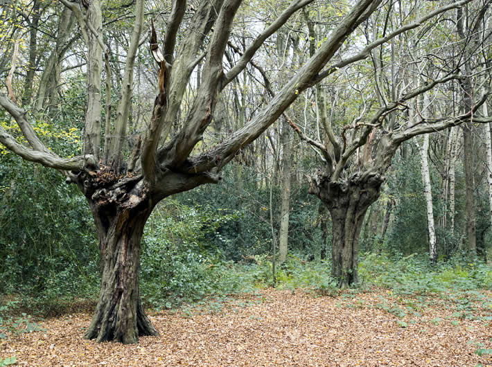 ATF Essex local group invites you to join them for their first tree walk of 2024 at Hainault Forest.
Visit some of the wonderful trees in the forest! For more info: tinyurl.com/y4myshfm