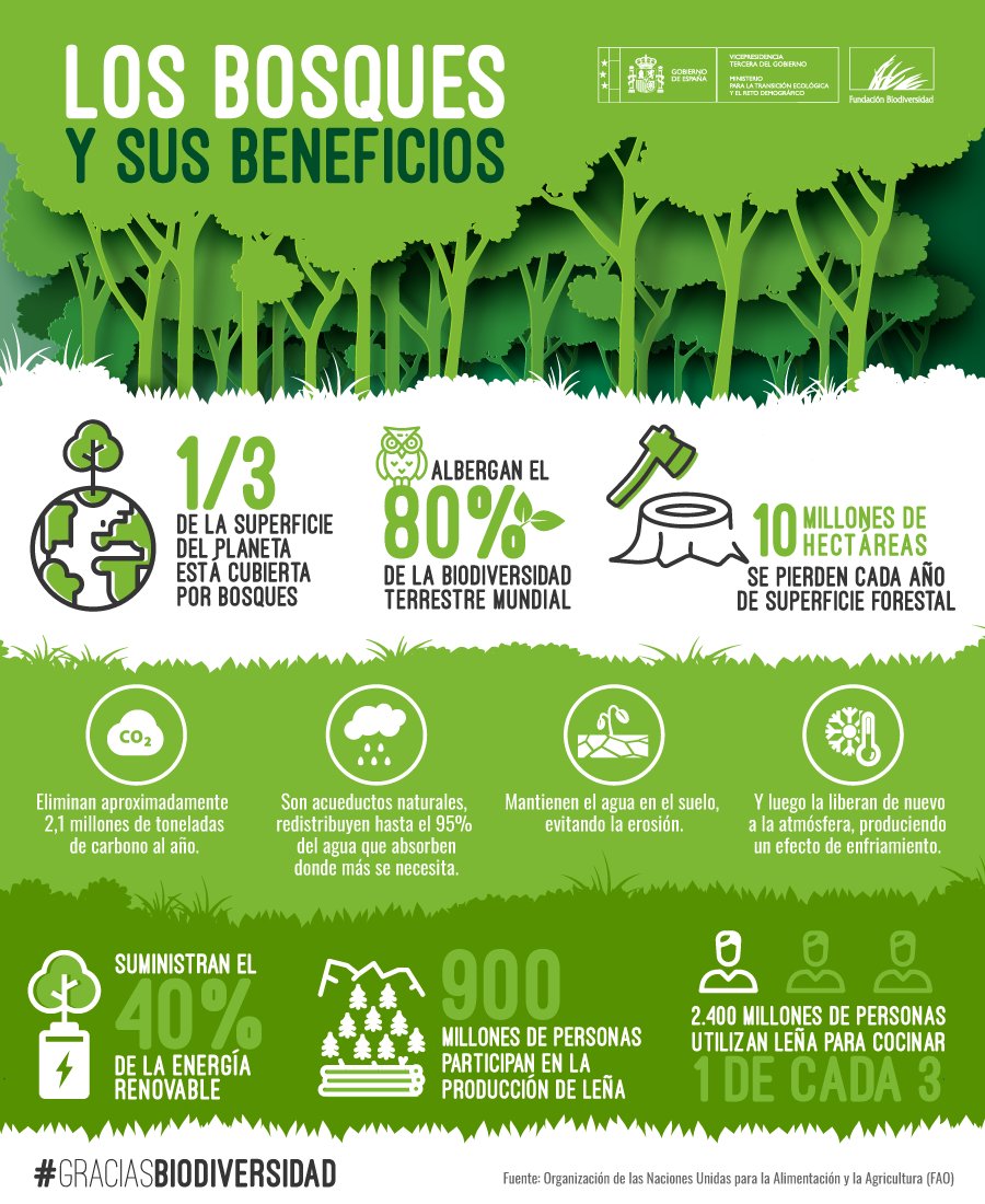 Unos #bosques sanos son vitales para la salud humana y el desarrollo sostenible.

¿Conoces todos los beneficios que nos aportan? 💪🏻 🌳

#GraciasBiodiversidad #DíaInternacionalDeLosBosques #DíaDeLosBosques